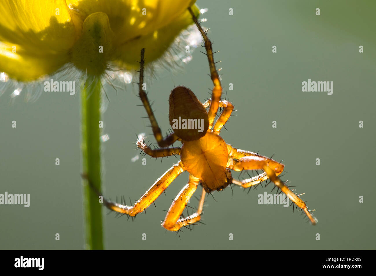 Spider on yellow flower in backlight, Hungary Stock Photo