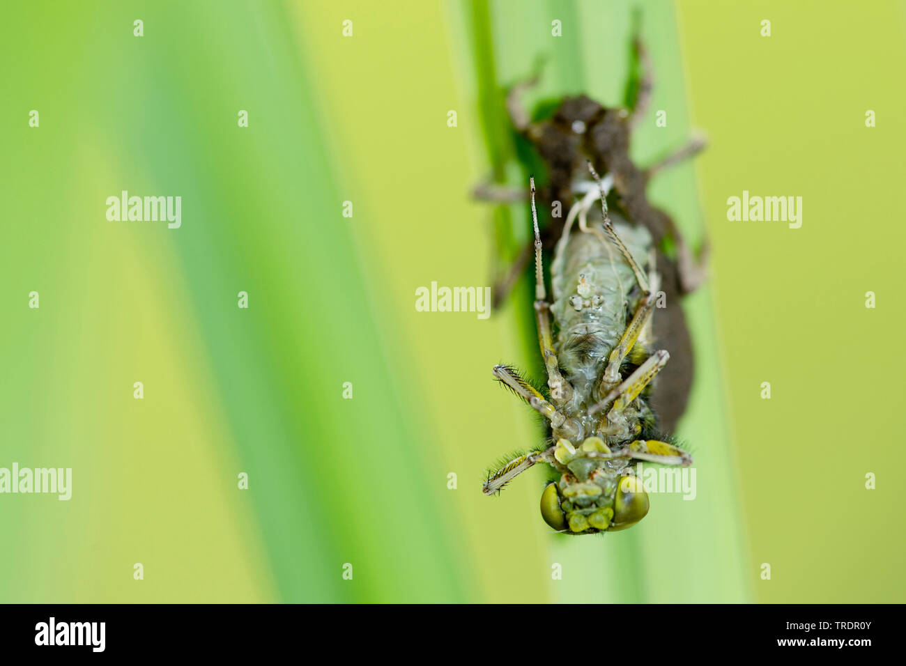 Hatching dragonfly hi-res stock photography and images - Alamy
