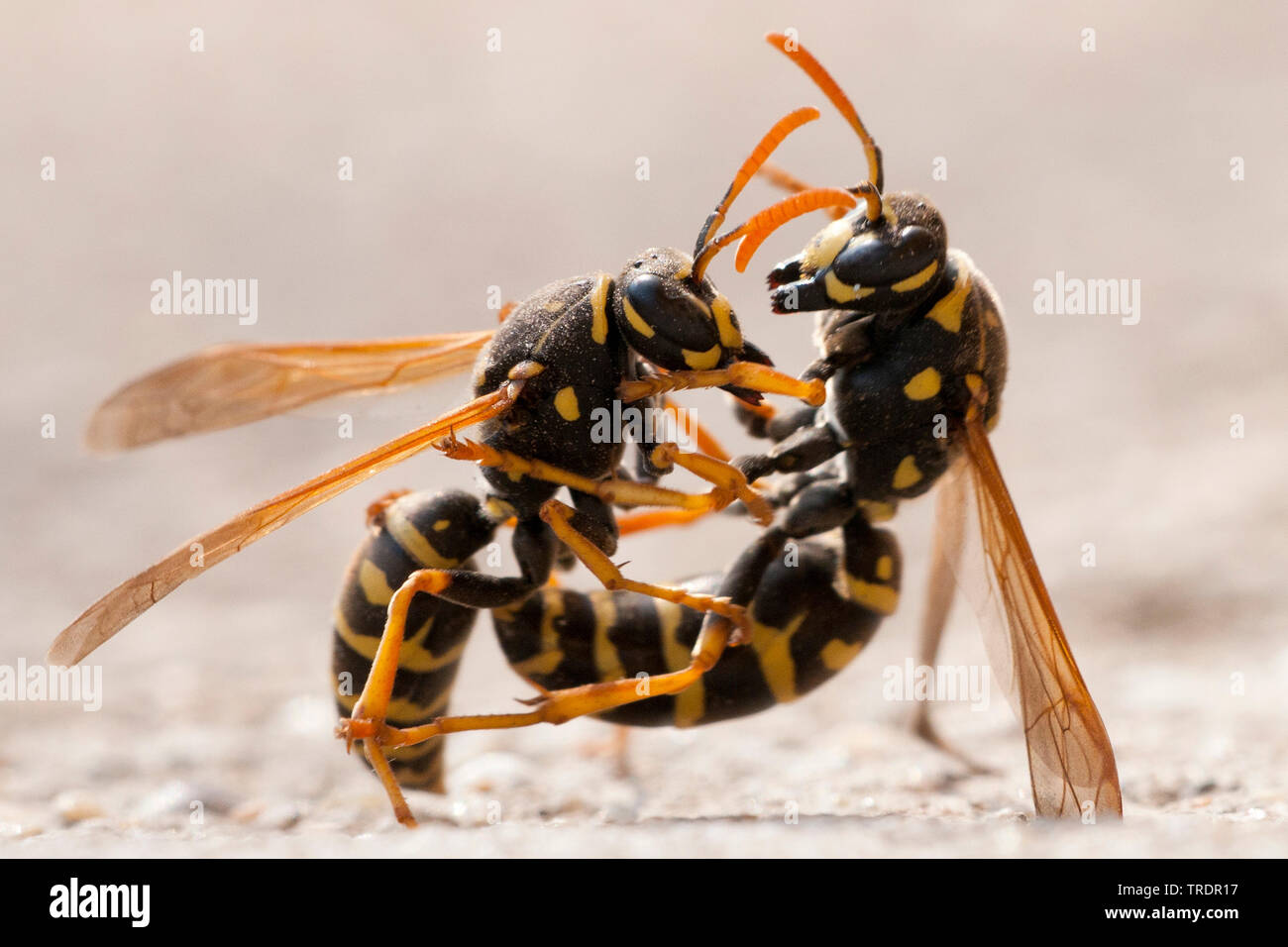 Paper wasp (Polistinae spec.), fighting, Hungary Stock Photo