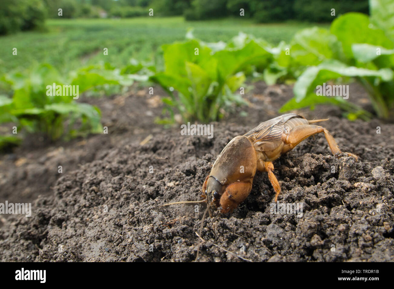 Cricket Hungary