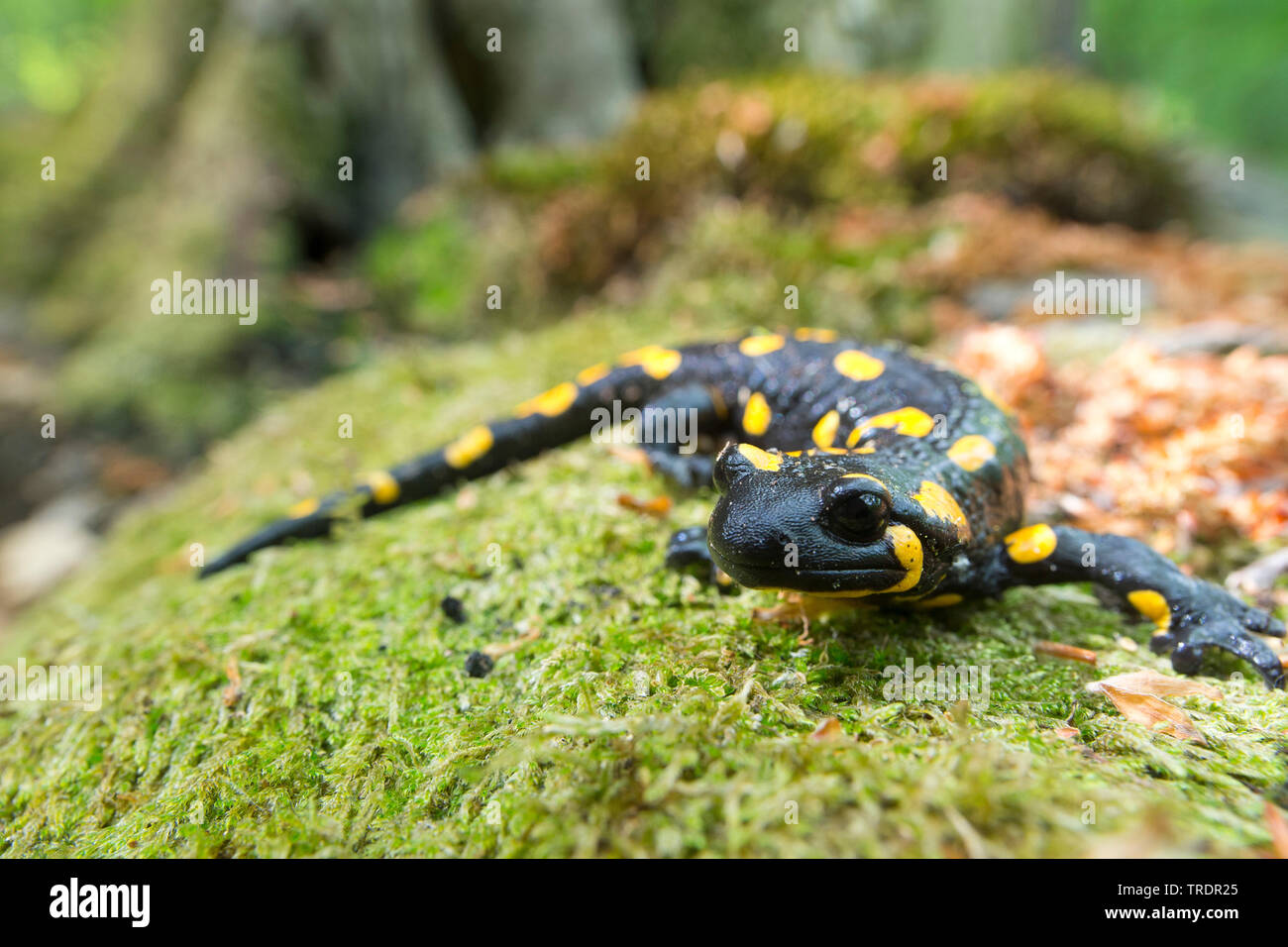 European fire salamander (Salamandra salamandra), on a trunk in a forest, Hungary Stock Photo