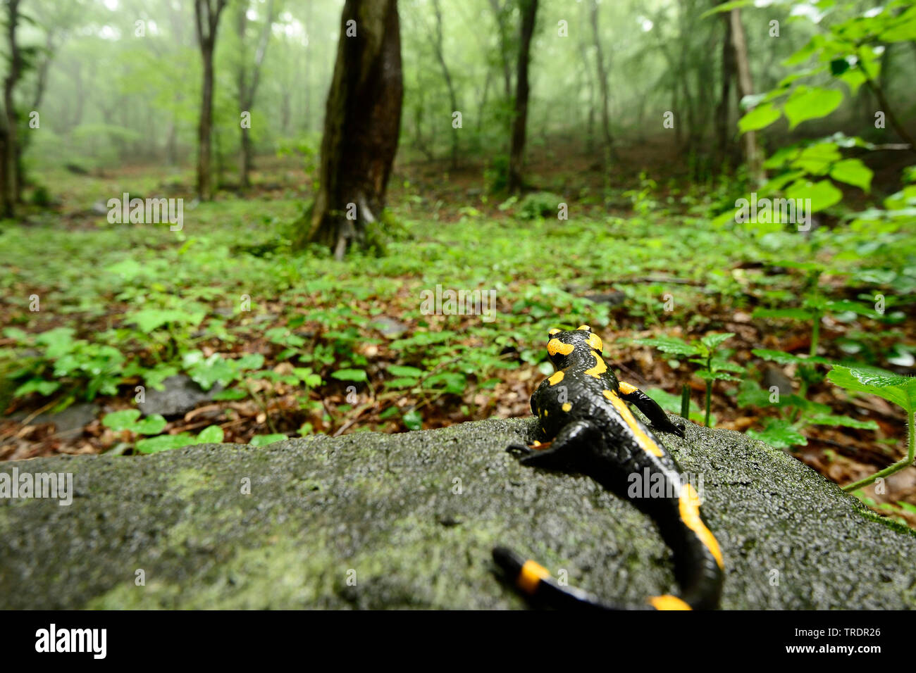 European fire salamander (Salamandra salamandra), on a trunk in a forest, Hungary Stock Photo