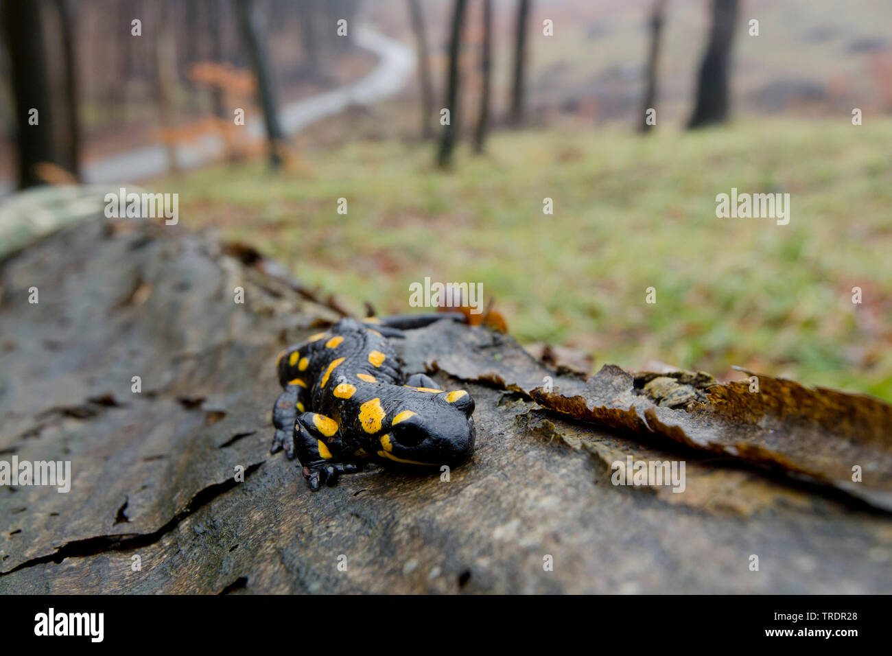 European fire salamander (Salamandra salamandra), on a trunk in a forest, Hungary Stock Photo