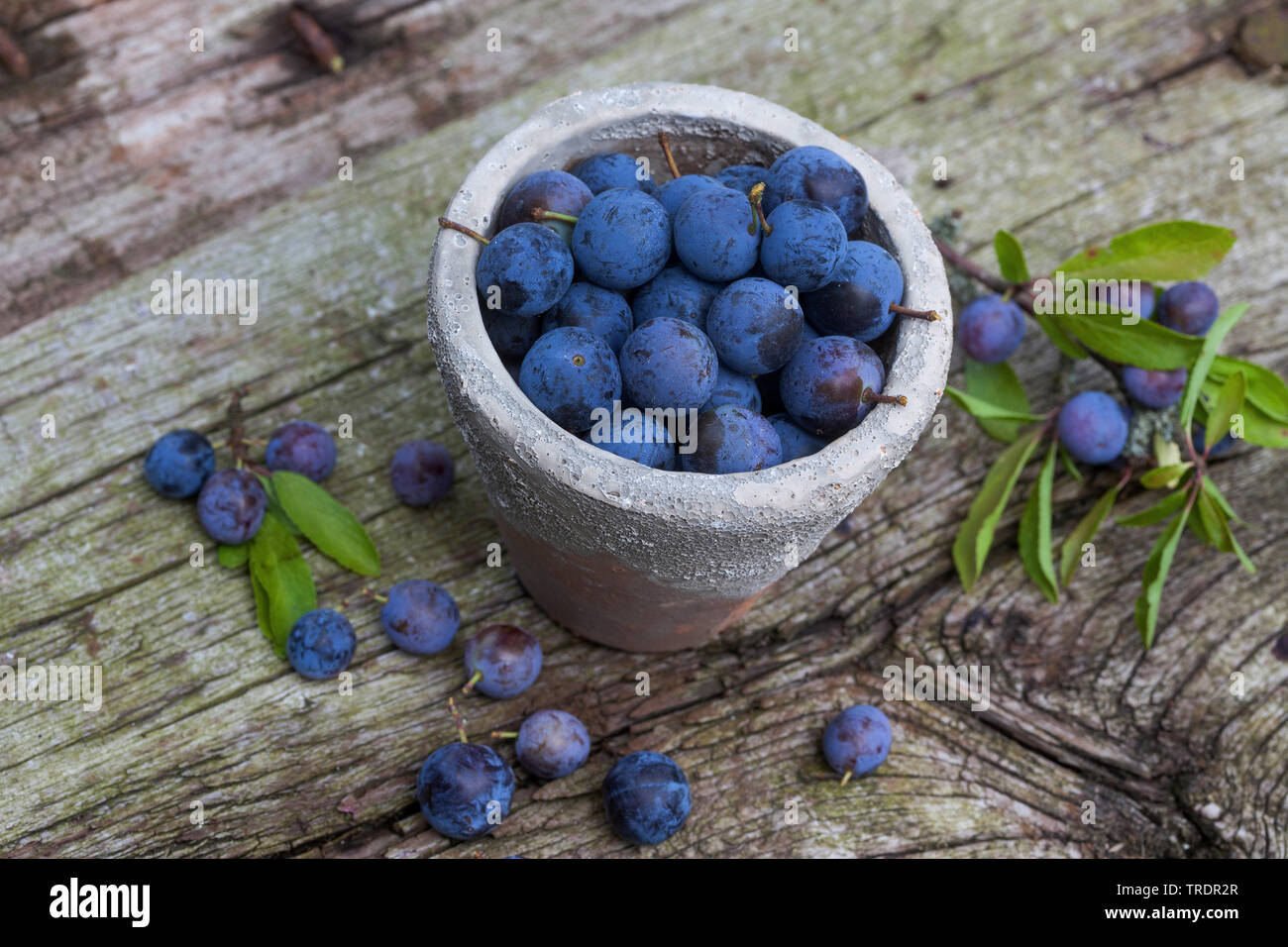 blackthorn, sloe (Prunus spinosa), collectetd fruits in a pot, Germany Stock Photo