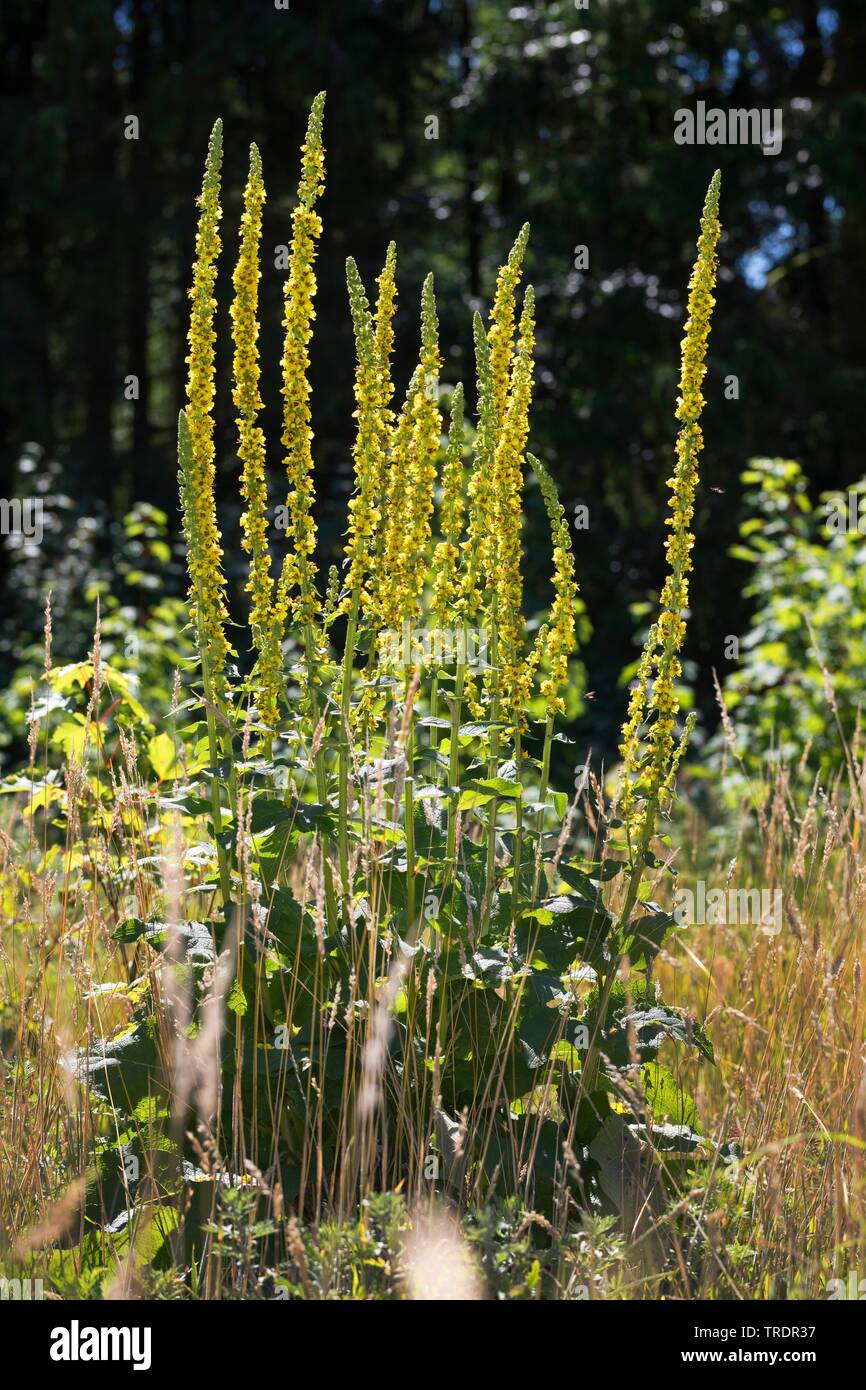 black mullein (Verbascum nigrum), blooming, Germany Stock Photo