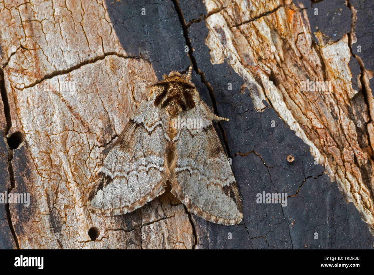 Indistinct marbled brown (Drymonia obliterata, Drymonia melagona, Ochrostigma melagona), sitting on bark, Germany Stock Photo