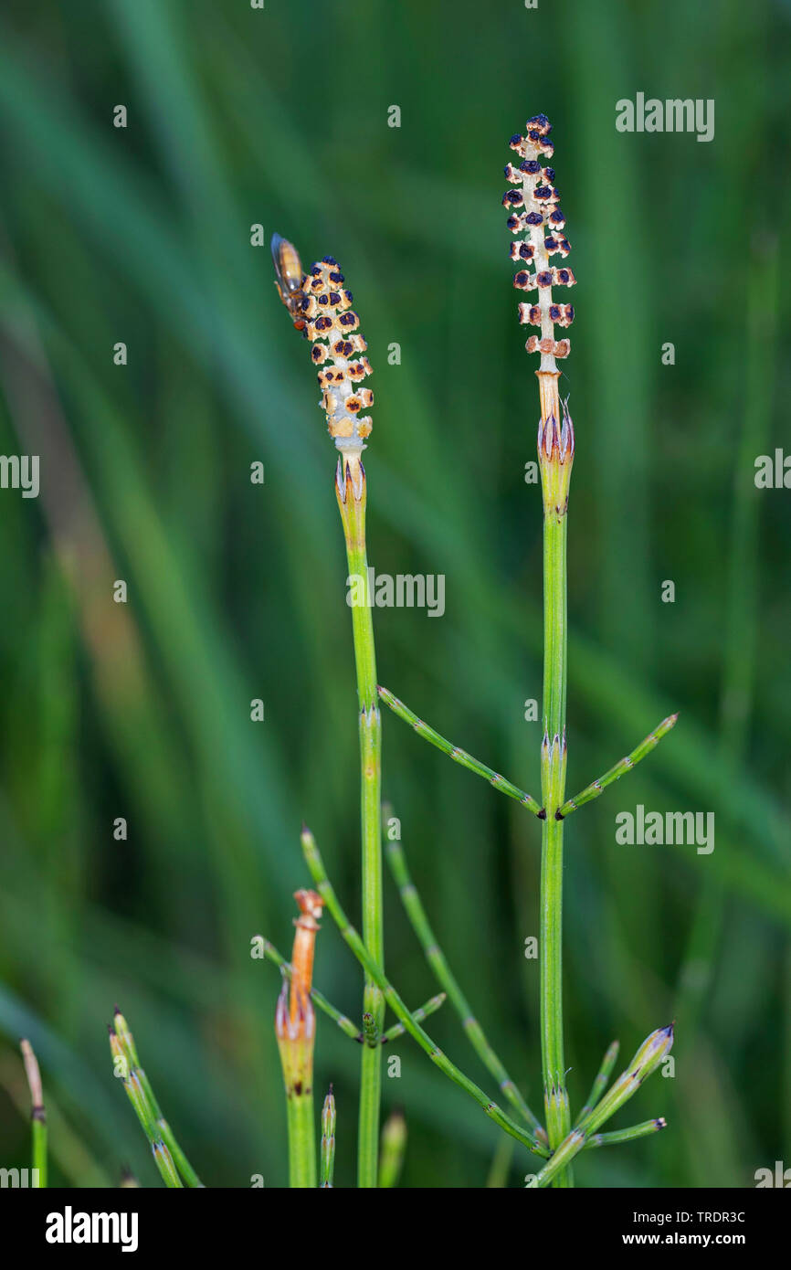 Marsh horsetail (Equisetum palustre), with sporophylls, Germany Stock Photo