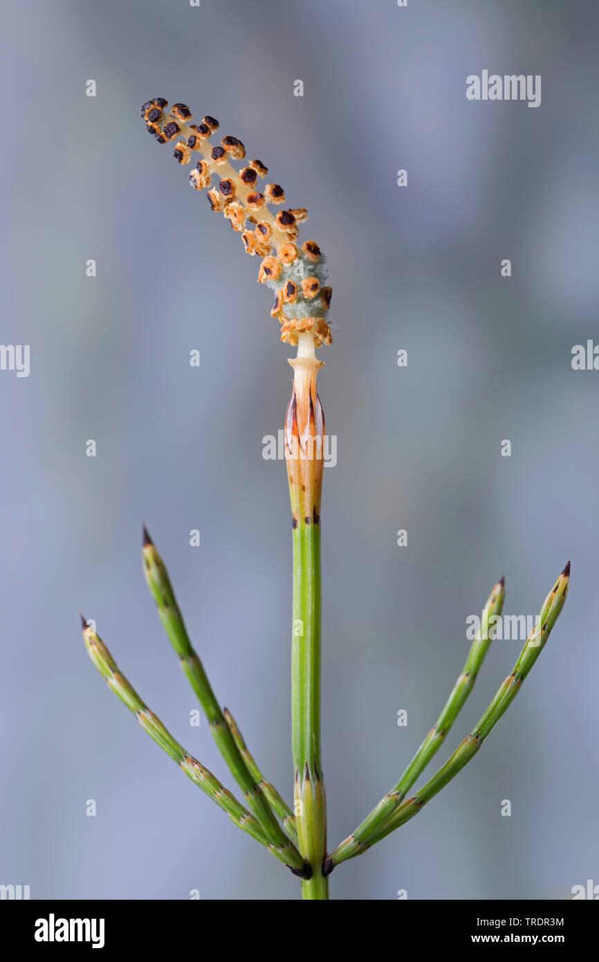 Marsh horsetail (Equisetum palustre), with sporophylls, Germany Stock Photo