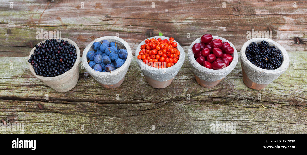 wild fruits in pots: blackthorn berries, elderberries, rowan tree berries, cornelian cherry wood berries and blackberries, Germany Stock Photo