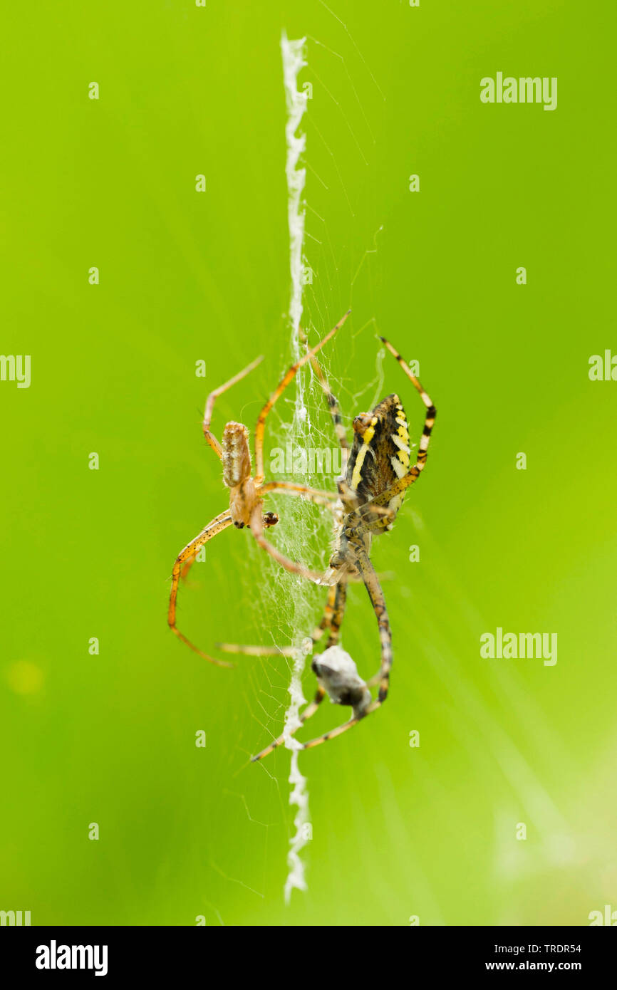 Black-and-yellow argiope, Black-and-yellow garden spider (Argiope bruennichi), pair in web, Hungary Stock Photo