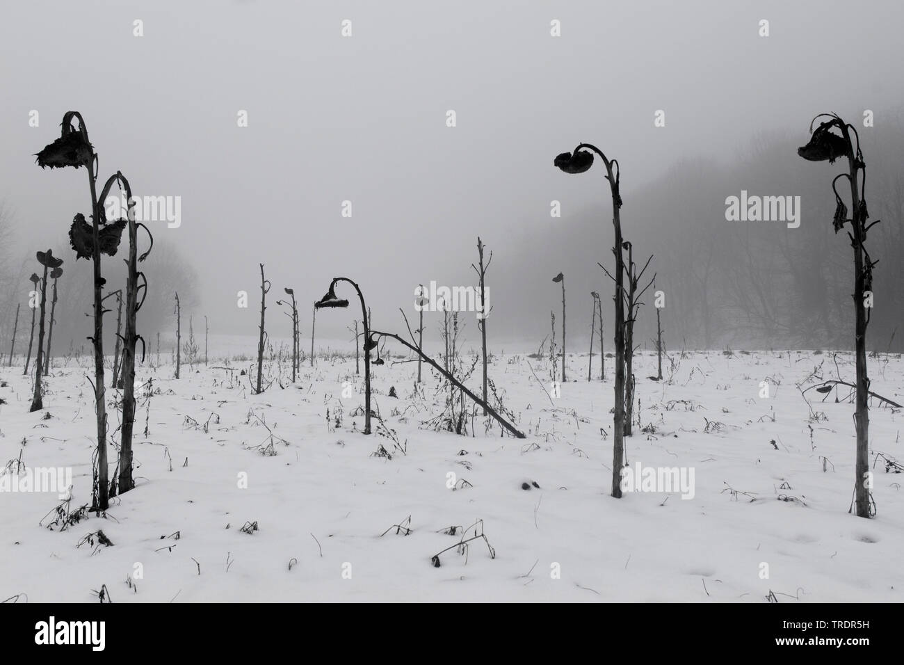 sunflowerfield in winter in black and white, Hungary Stock Photo