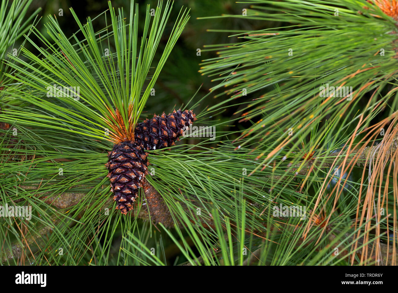 ponderosa pine, bull pine, blackjack pine, western yellow-pine (Pinus ponderosa), branch with cones Stock Photo