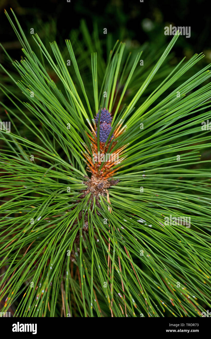 ponderosa pine, bull pine, blackjack pine, western yellow-pine (Pinus ponderosa), branch with young cones Stock Photo