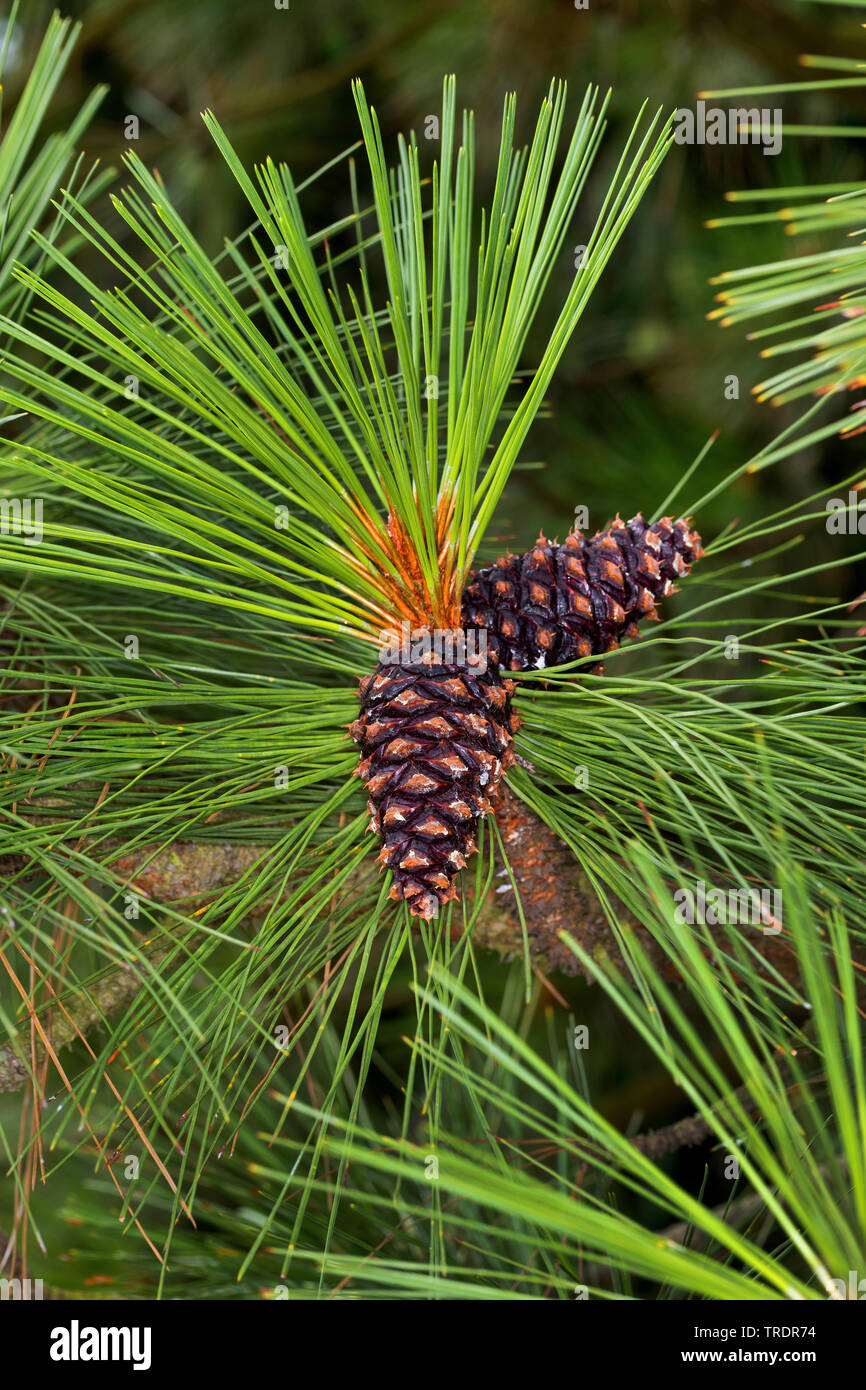 ponderosa pine, bull pine, blackjack pine, western yellow-pine (Pinus ponderosa), branch with cones Stock Photo