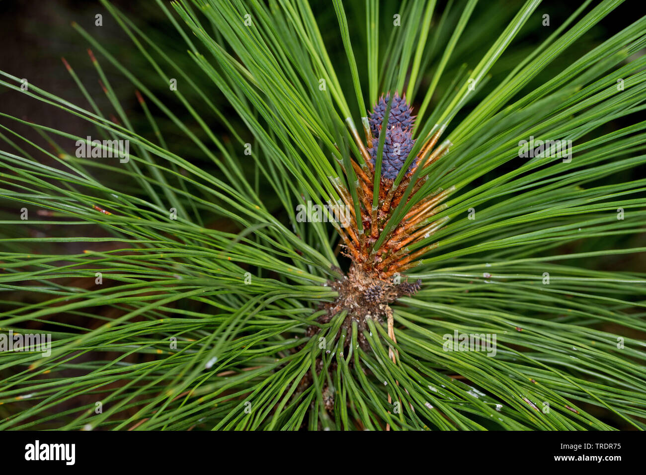 ponderosa pine, bull pine, blackjack pine, western yellow-pine (Pinus ponderosa), branch with young cones Stock Photo