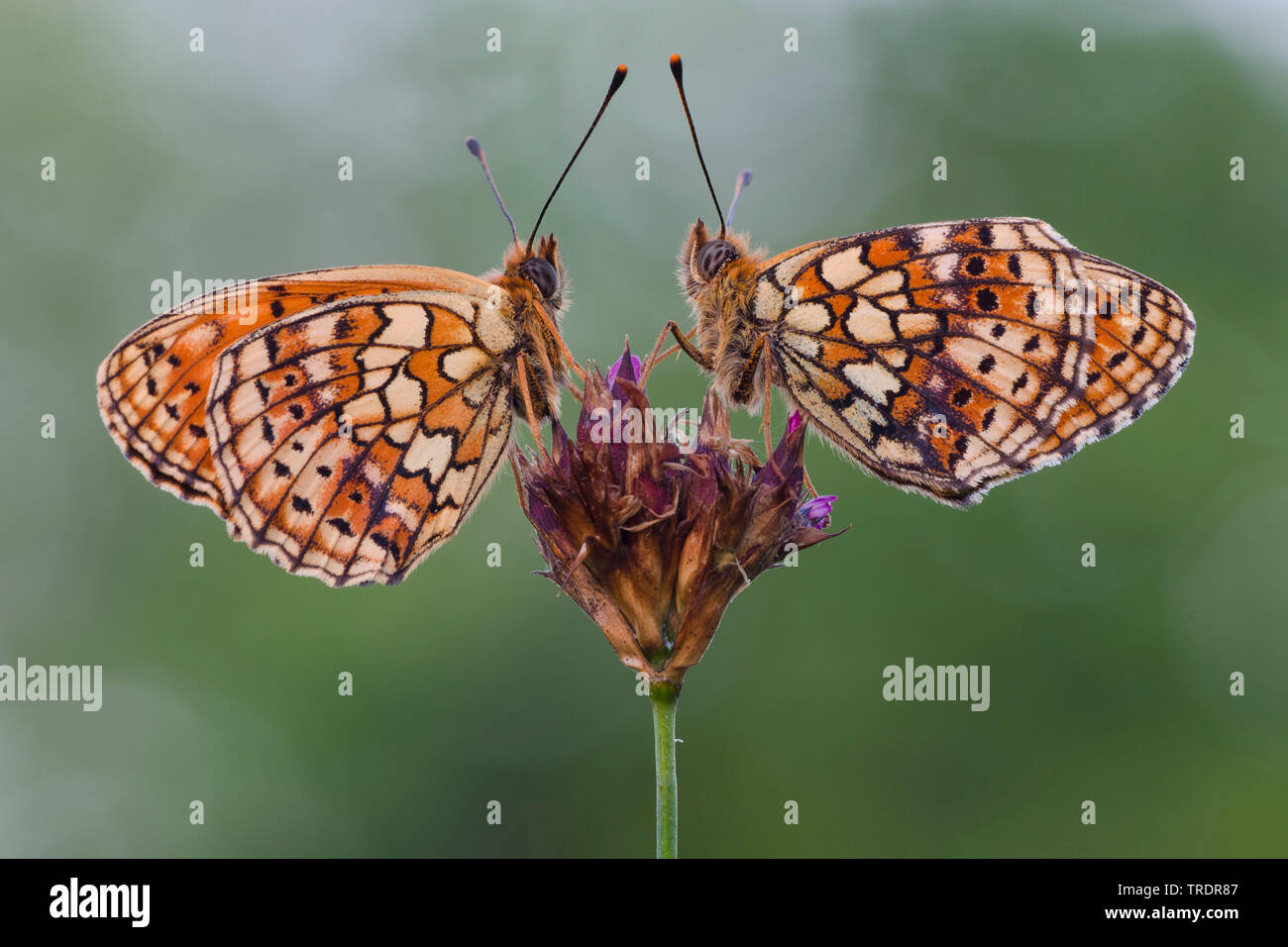 Twin-spot Fritillary (Brenthis hecate), two fritillaries on a flower, Hungary Stock Photo