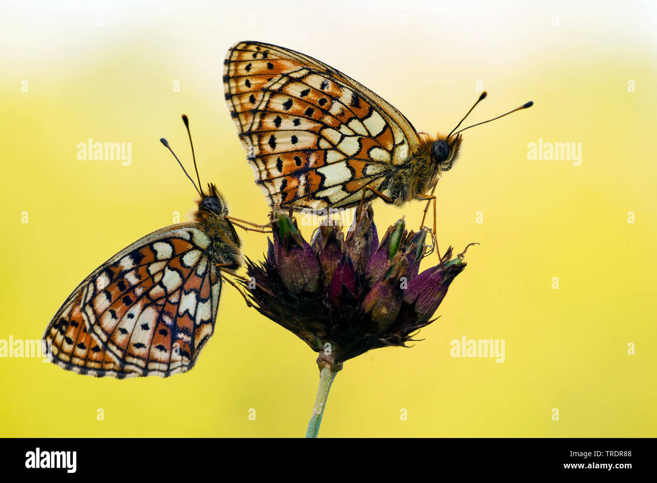 Twin-spot Fritillary (Brenthis hecate), two fritillaries on a flower, Hungary Stock Photo