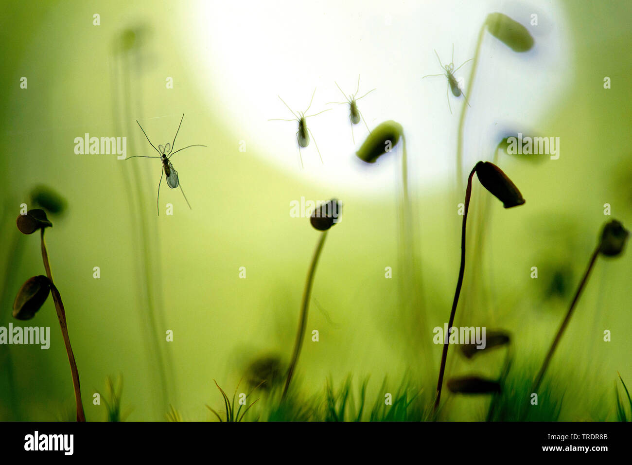 mosquitoes trapped in spider web between mosses, Hungary Stock Photo