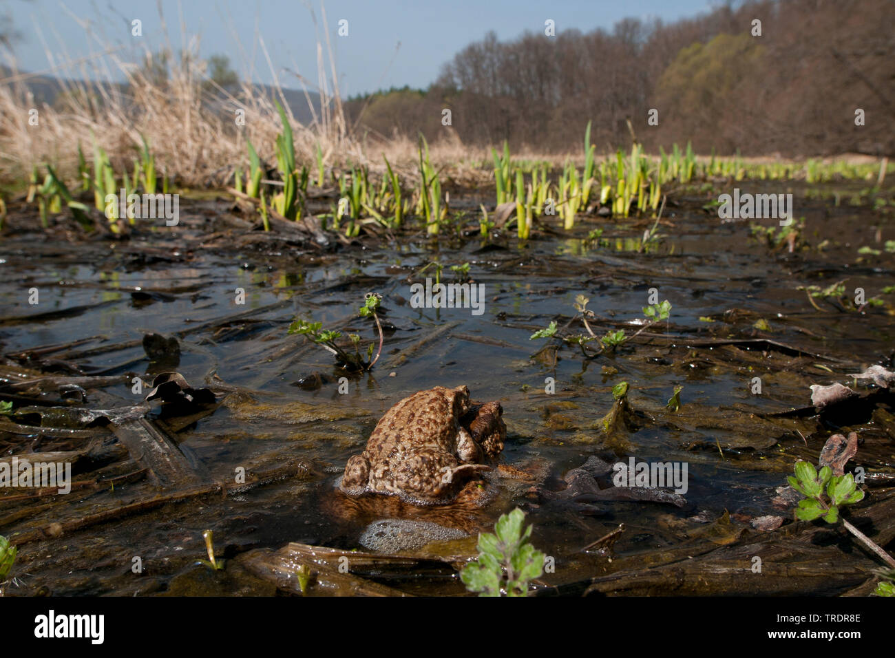 European common toad (Bufo bufo), Amplexus axillaris in shallow water, rear view, Hungary Stock Photo
