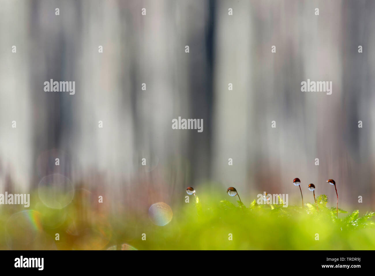 Moss with waterdrops in a forest, Hungary Stock Photo