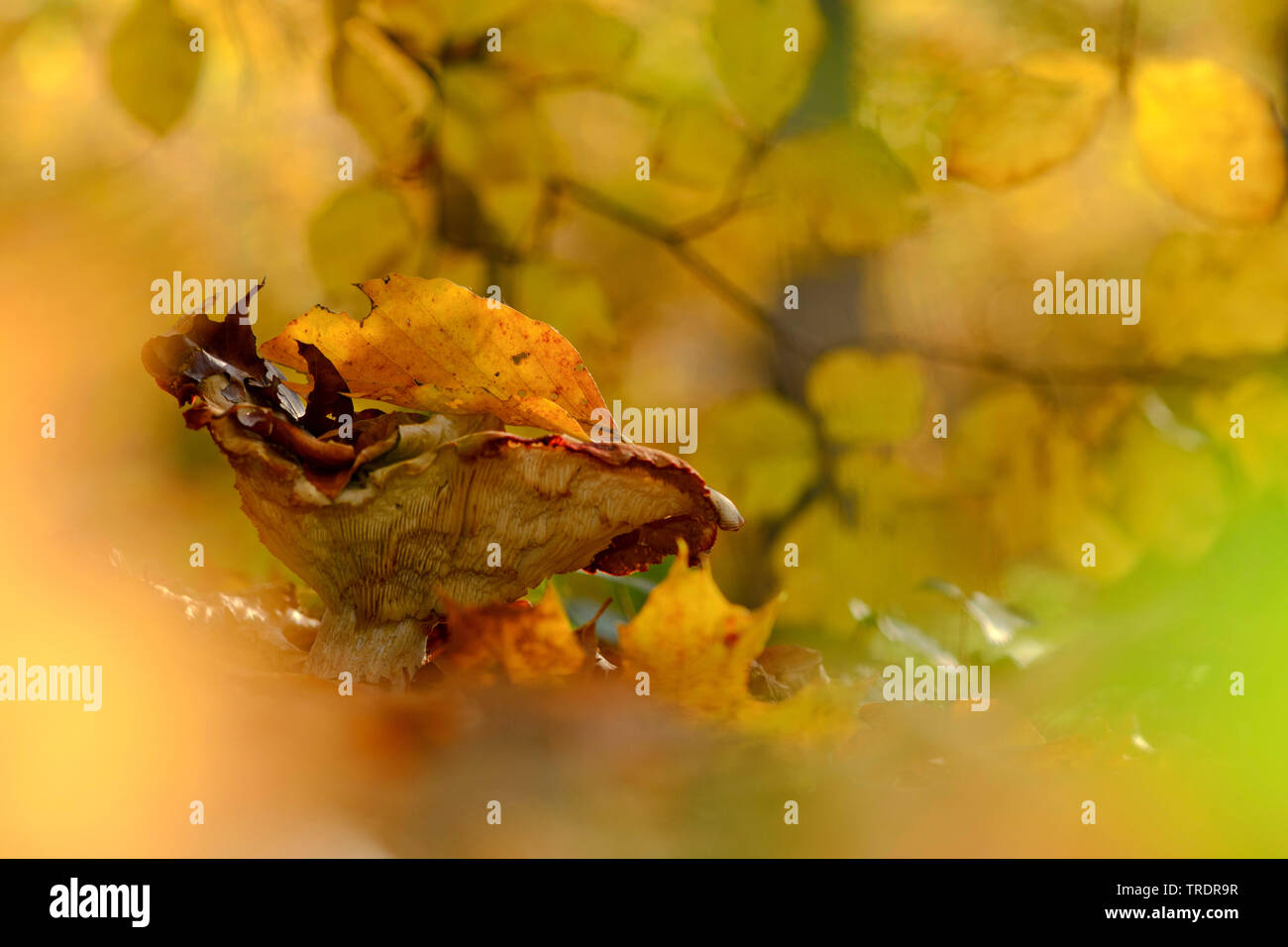 Brown roll-rim, Common roll-rim, Poison pax (Paxillus involutus), in an autumn forest, Hungary Stock Photo