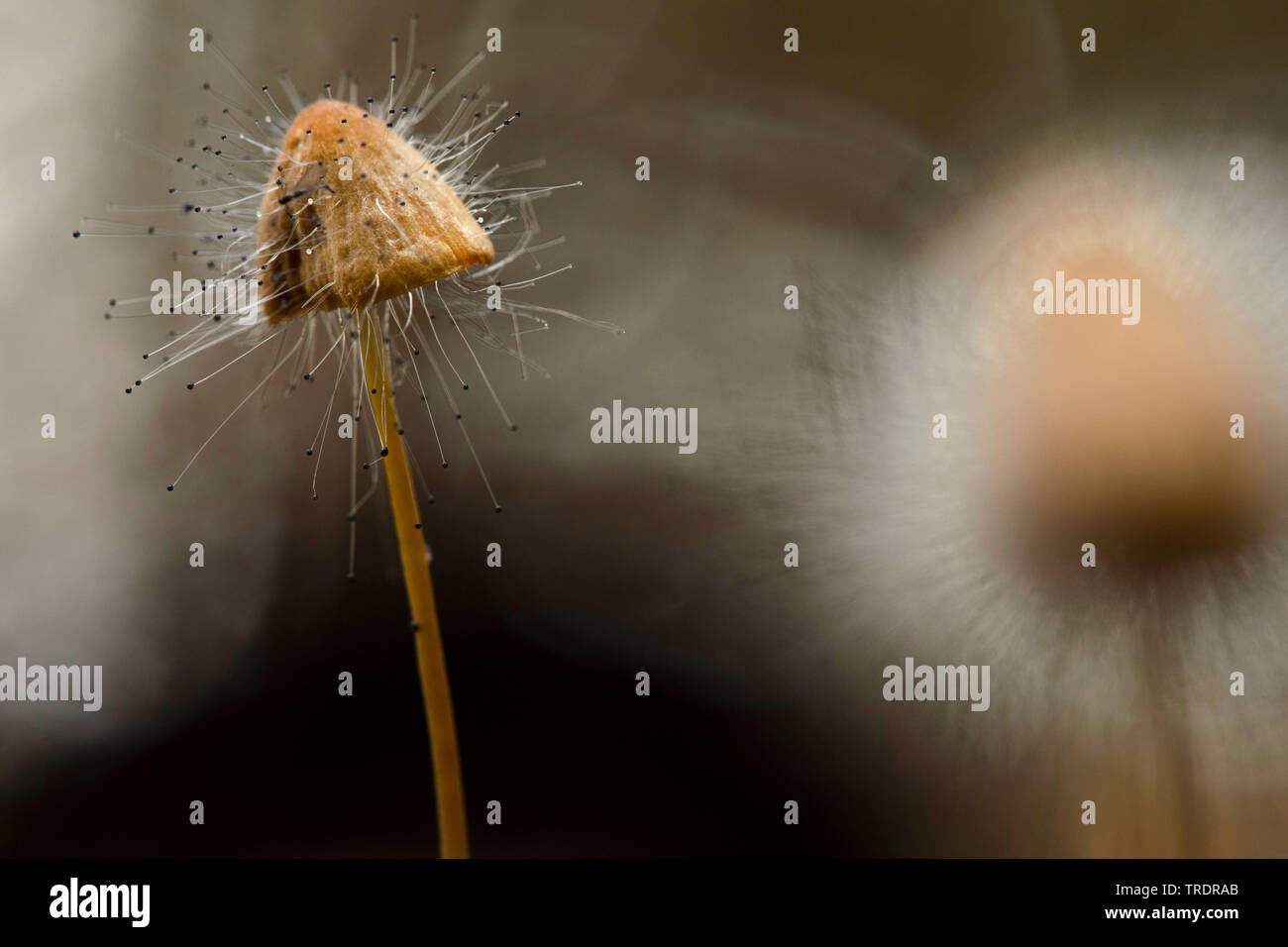 bonnet mould (Spinellus fusiger), zygote fungi on a bonnet, Hungary Stock  Photo - Alamy