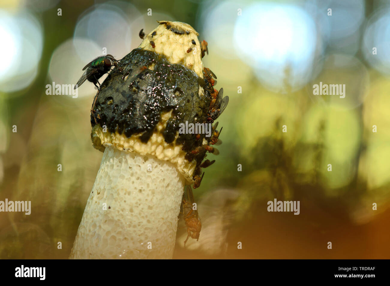 stinkhorn (Phallus impudicus var. impudicus), with flies, Hungary Stock Photo