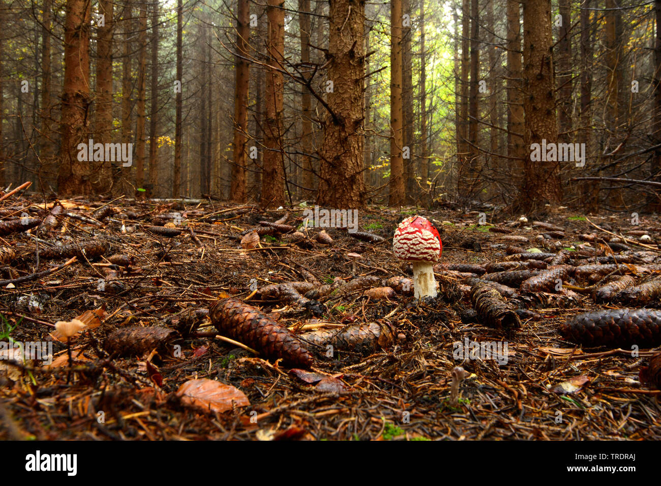 fly agaric (Amanita muscaria), young fly agaric in a spruce forest, Hungary Stock Photo