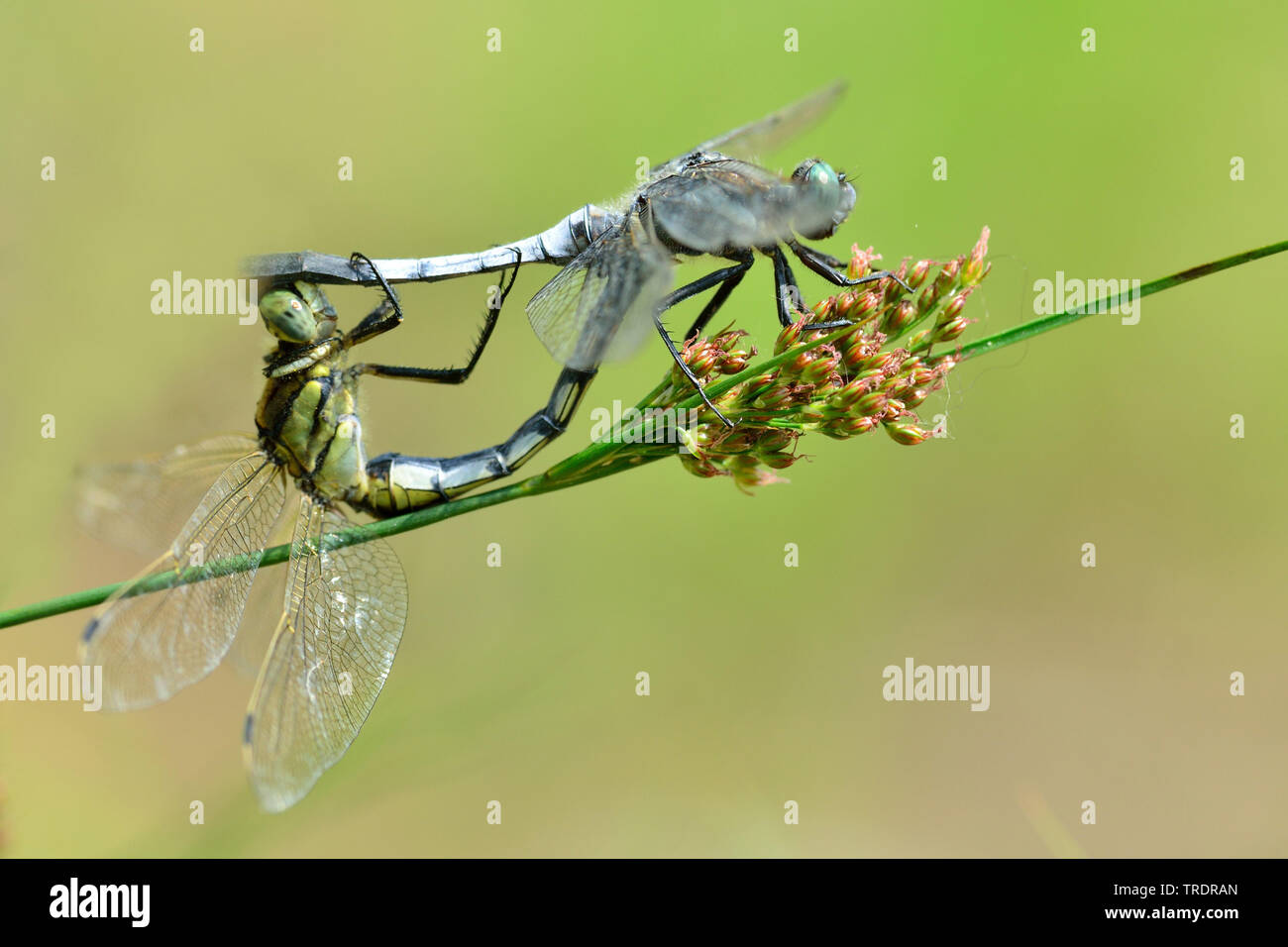 Eastern European skimmer, White-tailed skimmer (Orthetrum albistylum), mating wheel, Hungary Stock Photo
