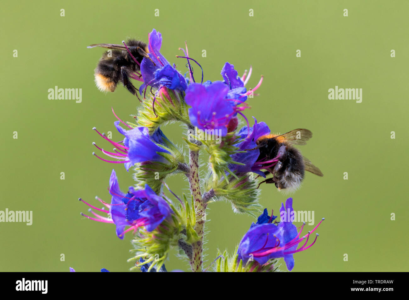 bumble bees (Bombidae, Bombinae), blooming, with humble bees, Germany, Bavaria, Isental Stock Photo