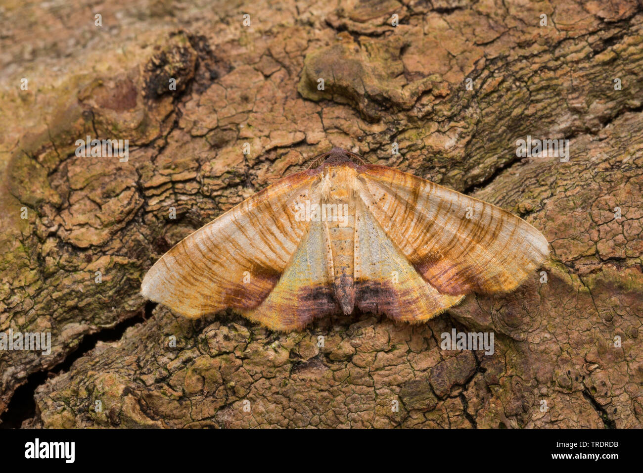 scorched wing (Plagodis dolabraria), sitting at bark, view from above, Germany Stock Photo