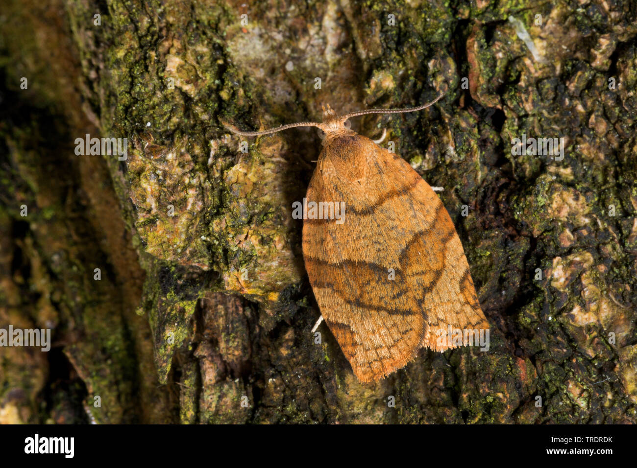 tortrix moths, leafroller moths (Pandemis cerasana), imago on bark, Germany Stock Photo