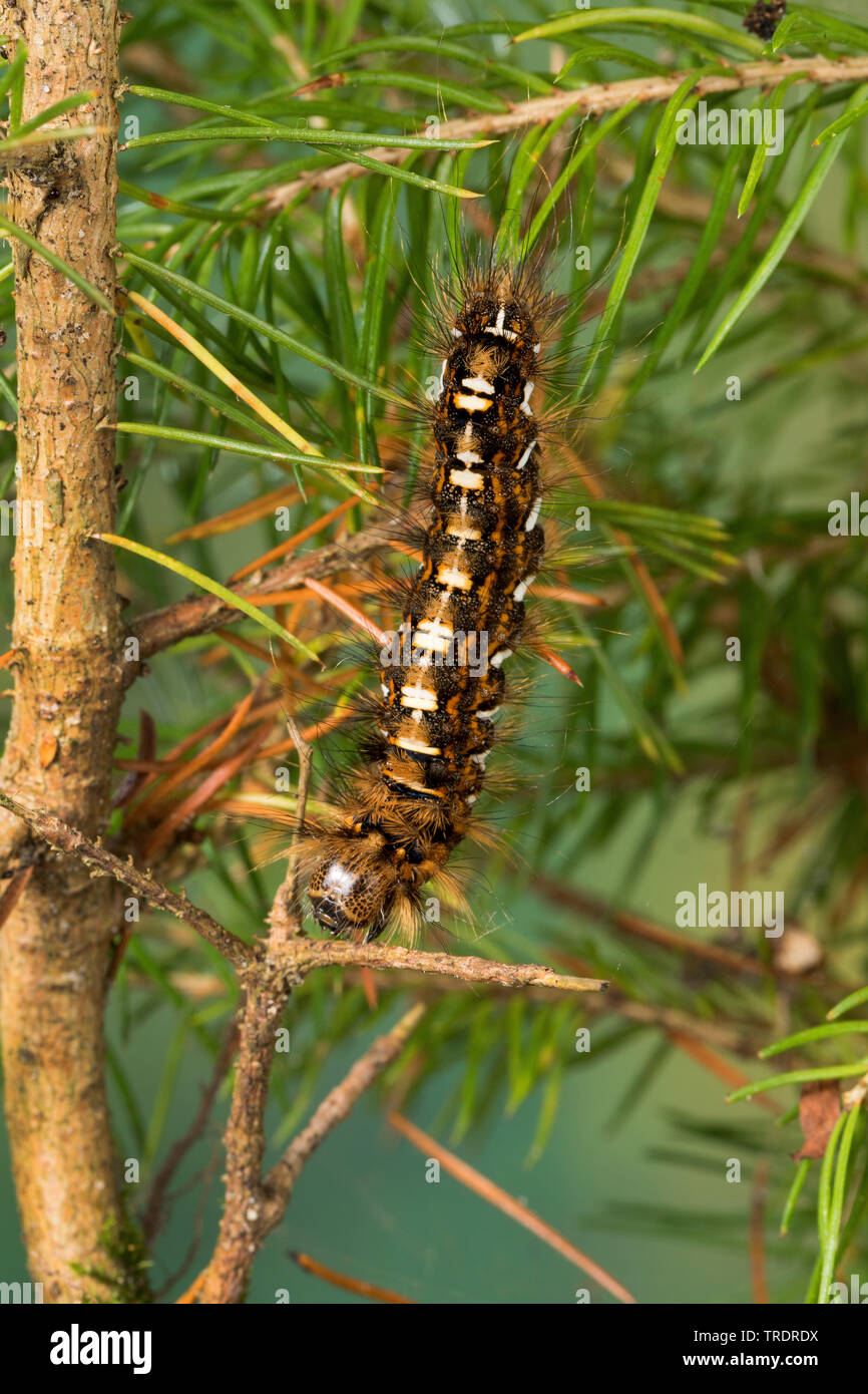 pine arches (Panthea coenobita), caterpillar feeding at spruce, Germany Stock Photo