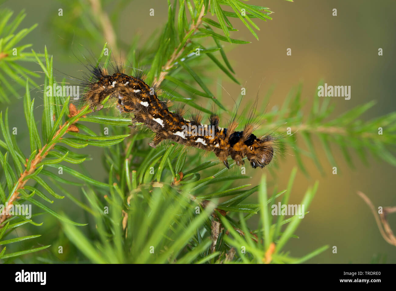 pine arches (Panthea coenobita), caterpillar feeding at spruce, Germany Stock Photo