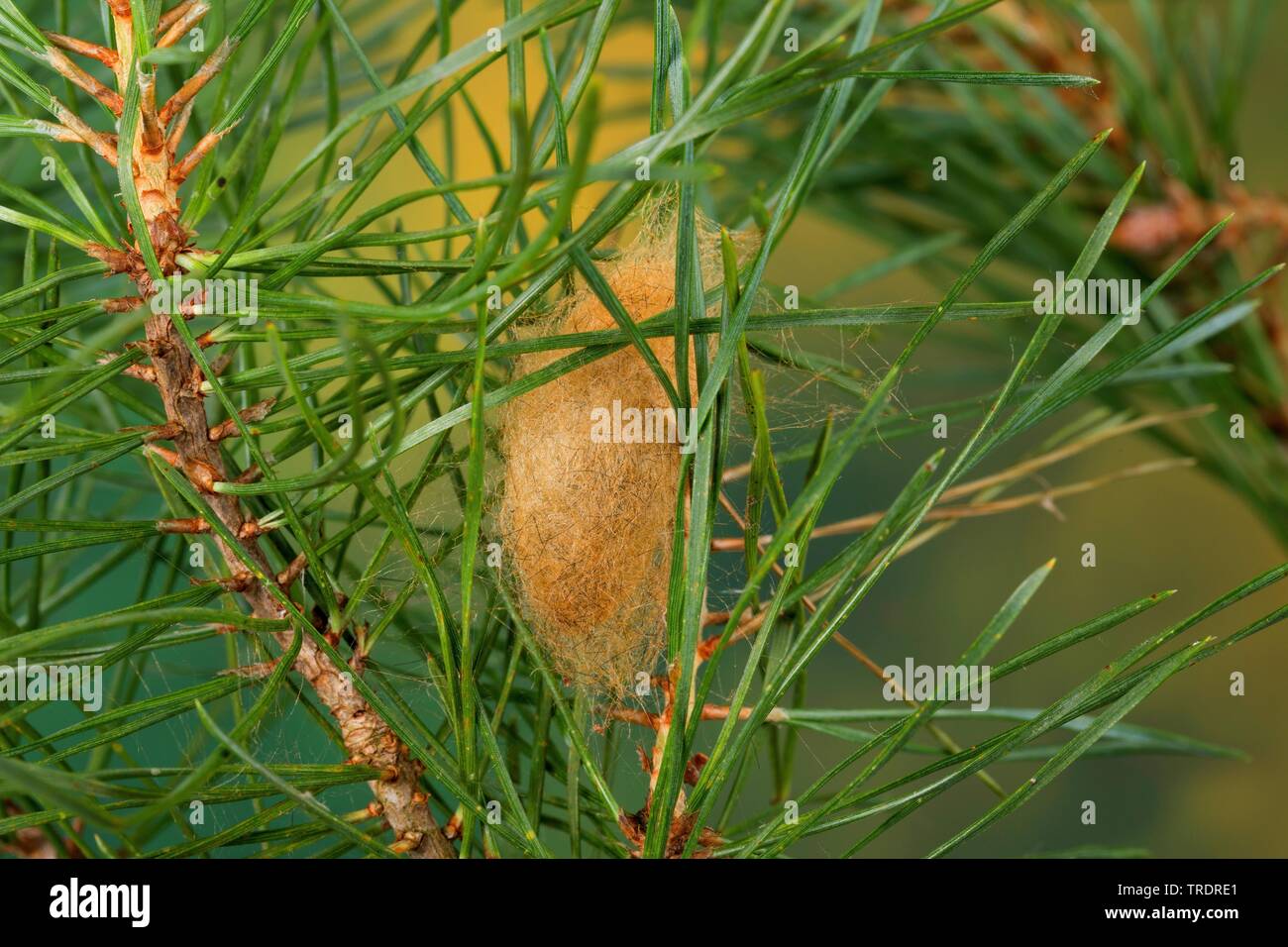 pine arches (Panthea coenobita), pupa at spruce, Germany Stock Photo