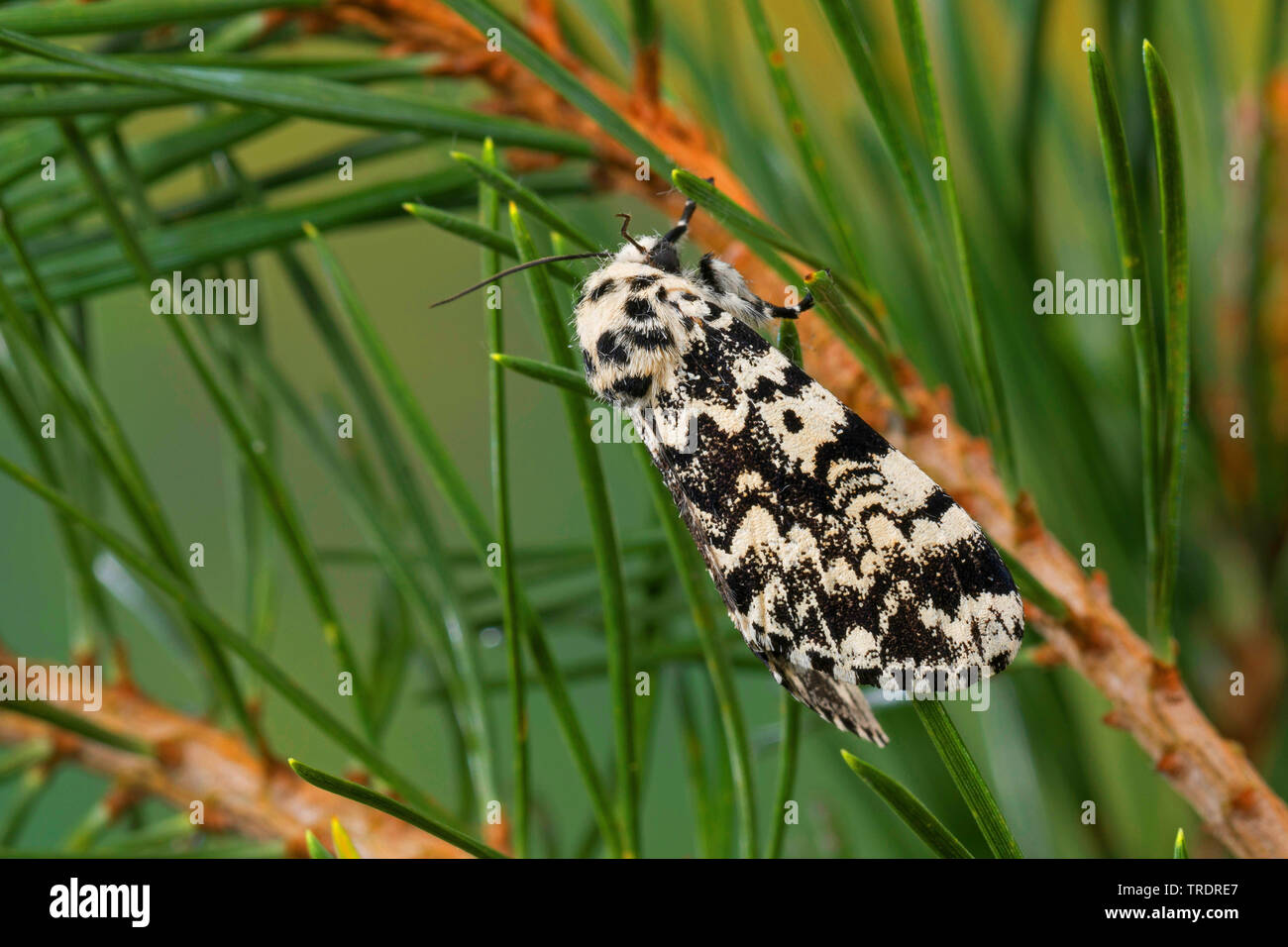 pine arches (Panthea coenobita), sitting at spruce, side view , Germany Stock Photo