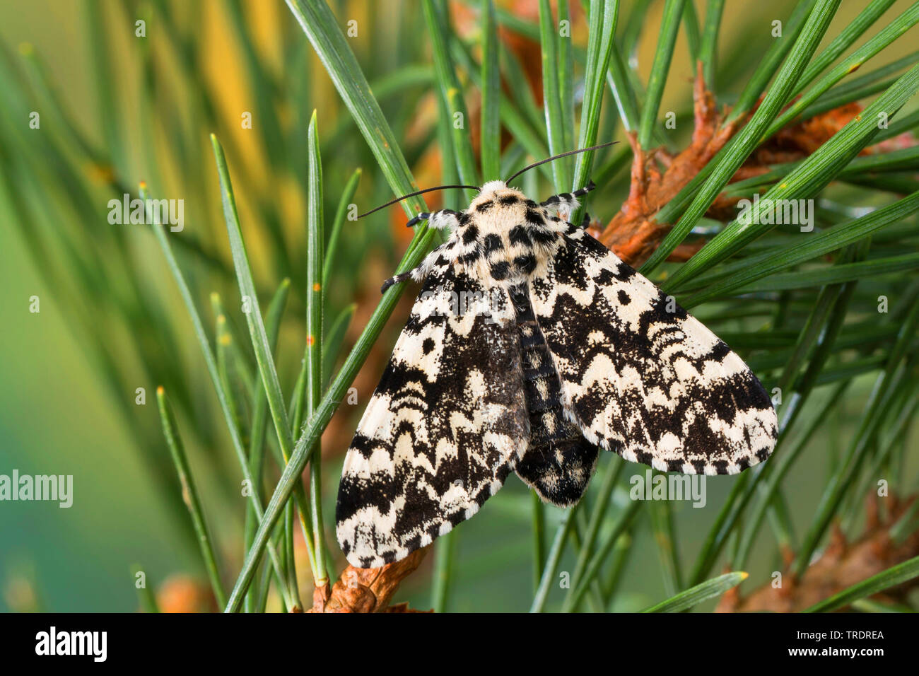 pine arches (Panthea coenobita), sitting at spruce, view from above, Germany Stock Photo