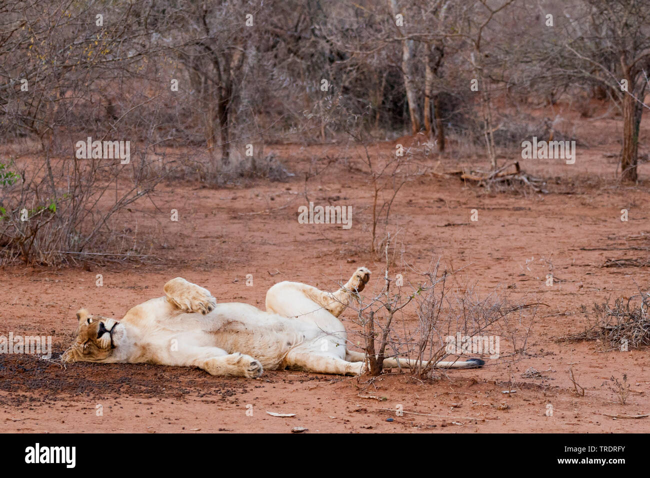 lion (Panthera leo), resting lioness, South Africa, Mpumalanga, Kruger National Park Stock Photo
