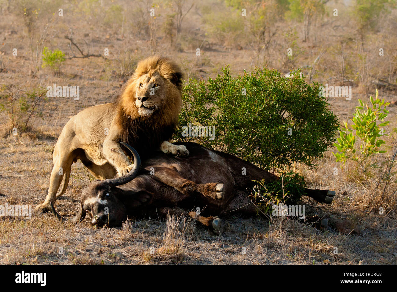 Lion Killing High Resolution Stock Photography and Images - Alamy