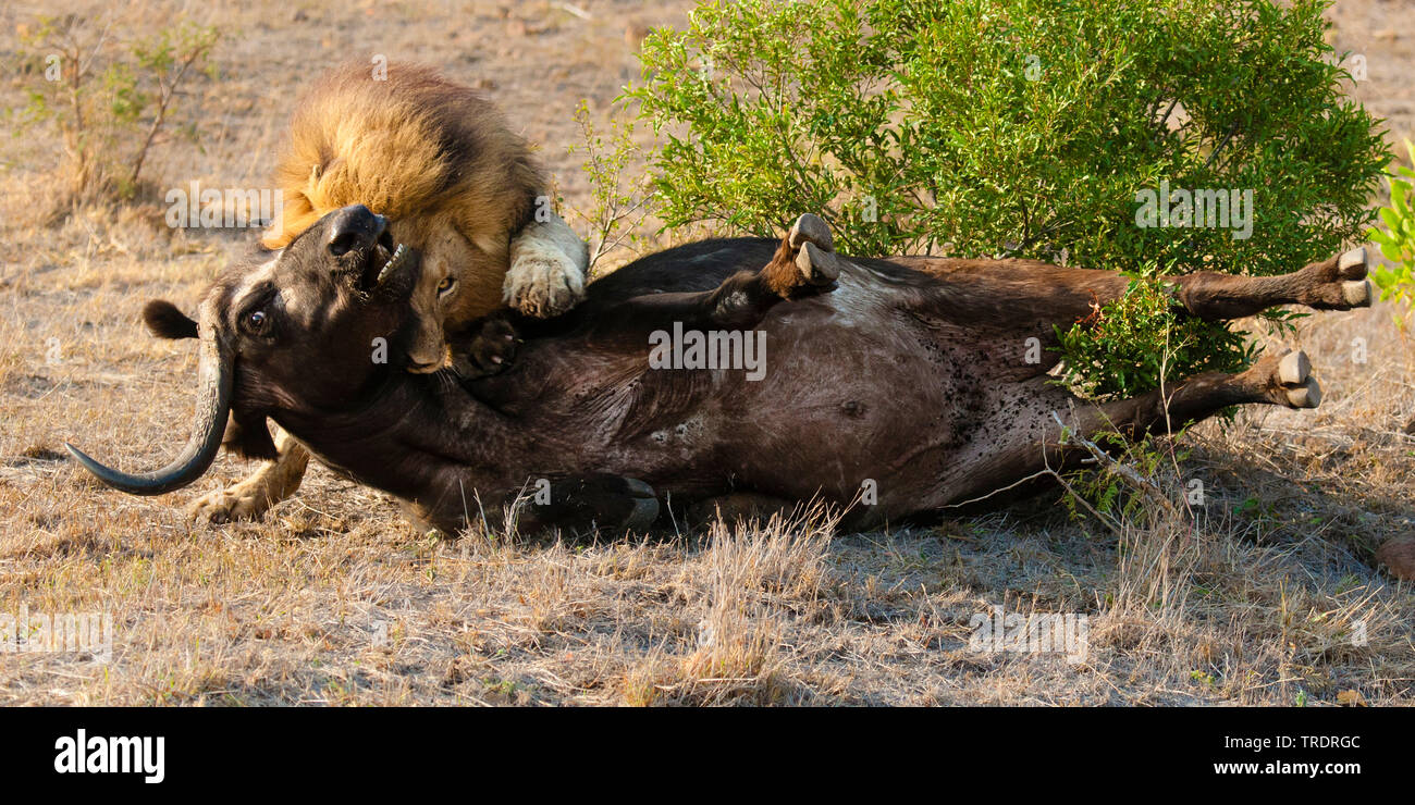 Lion Hunting Buffalo High Resolution Stock Photography and Images - Alamy
