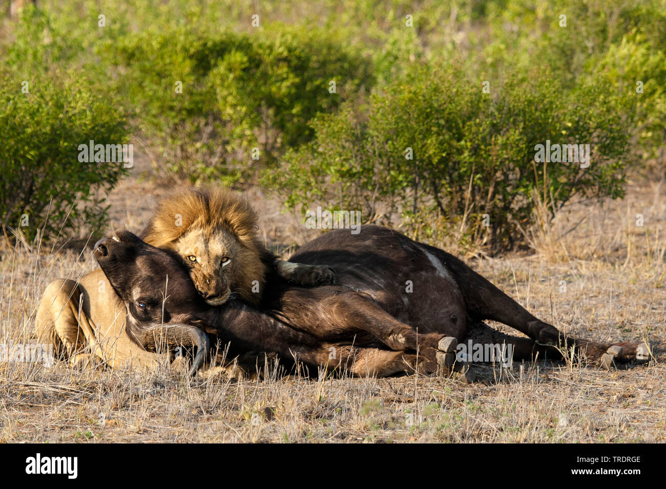lion (Panthera leo), male lion killing an African buffalo (Syncerus caffer)  , South Africa, Mpumalanga, Kruger National Park Stock Photo - Alamy