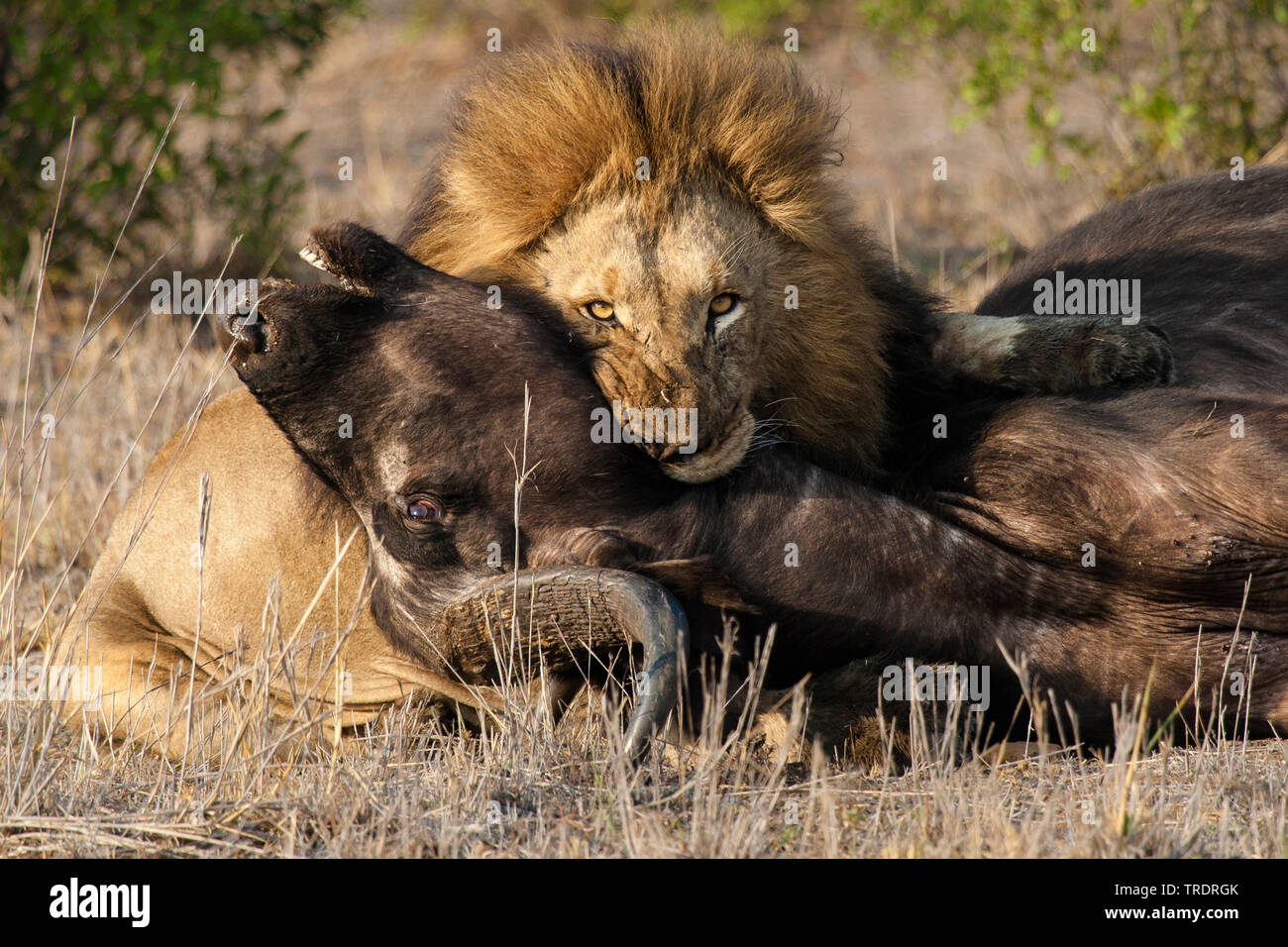 lion leo), male lion killing an African buffalo (Syncerus caffer) , South Africa, Mpumalanga, National Park Stock Photo - Alamy
