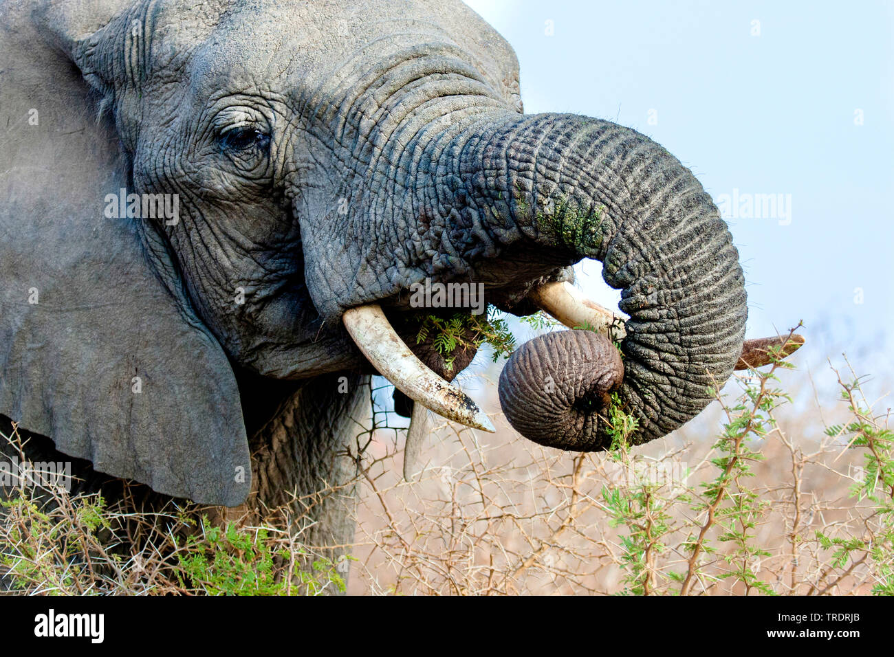 African elephant (Loxodonta africana), feeding from a thornbush, portrait, South Africa, Mpumalanga, Kruger National Park Stock Photo
