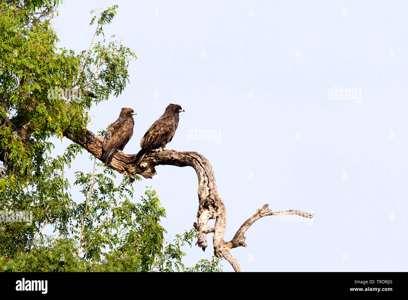 Wahlberg's eagle (Hieraaetus wahlbergi), couple perching together on a dead branch, South Africa, Mpumalanga, Kruger National Park Stock Photo