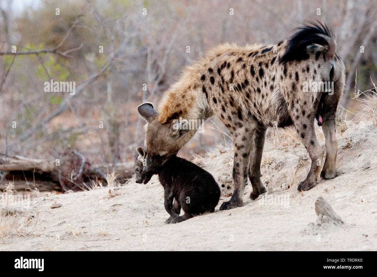 spotted hyena (Crocuta crocuta), female picking up her young animal , South Africa, Mpumalanga, Kruger National Park Stock Photo