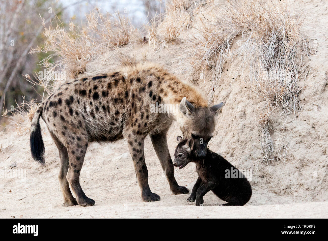 spotted hyena (Crocuta crocuta), female picking up her young animal , South Africa, Mpumalanga, Kruger National Park Stock Photo