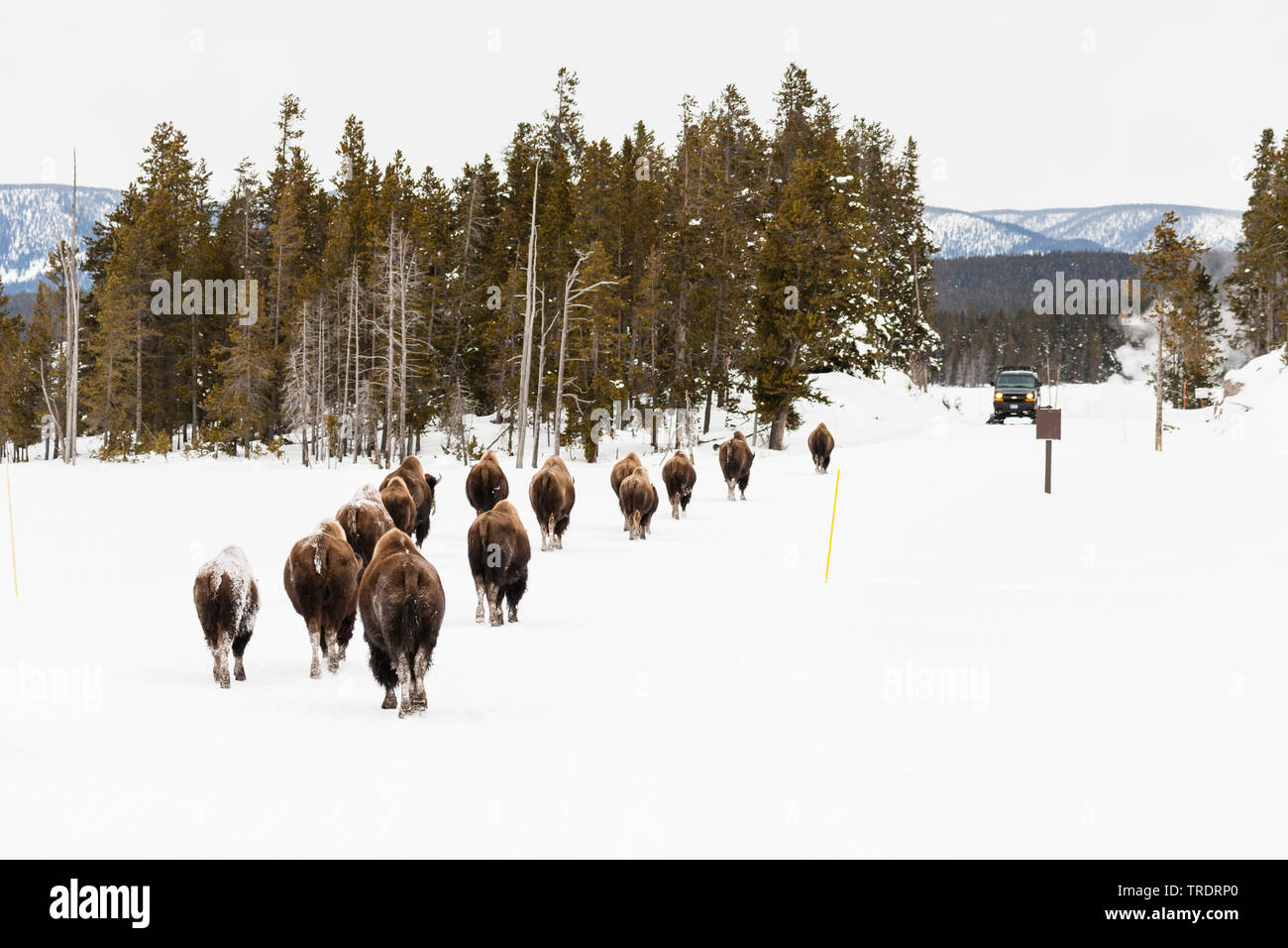 American bison, buffalo (Bison bison), herd walking in the snow-covered Yellowstone National Park, USA, Wyoming, Yellowstone National Park Stock Photo