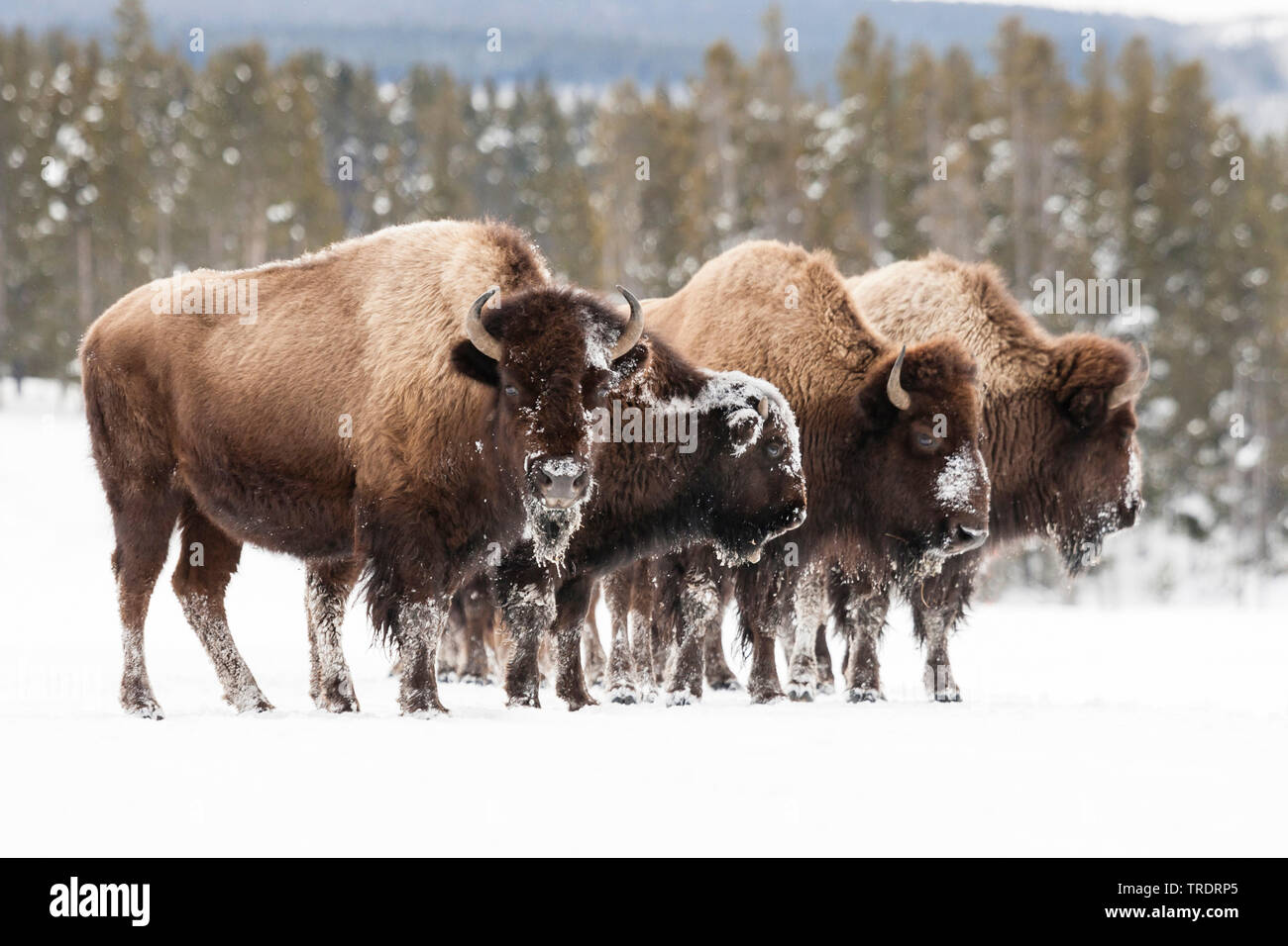 American bison, buffalo (Bison bison), four buffalos standing side by side in the snow , USA, Wyoming, Yellowstone National Park Stock Photo
