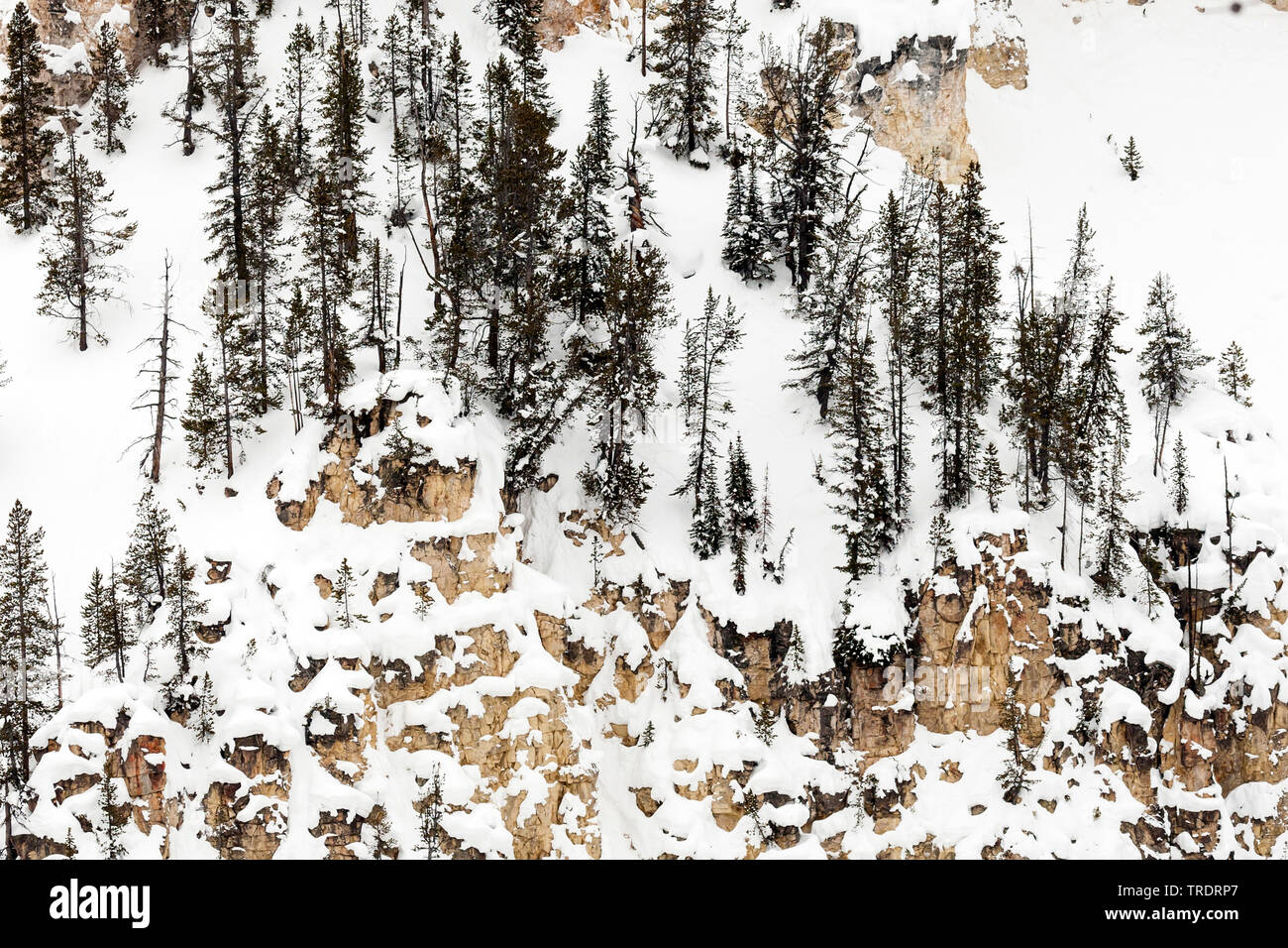 cliff with trees covered in winter, USA, Wyoming, Yellowstone National Park Stock Photo