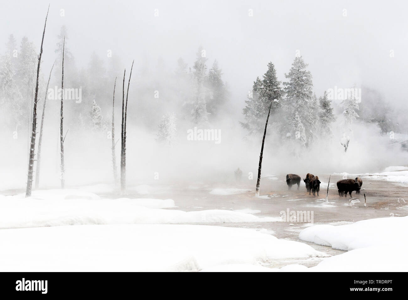 American buffaloes bison bison standing hi-res stock photography and ...